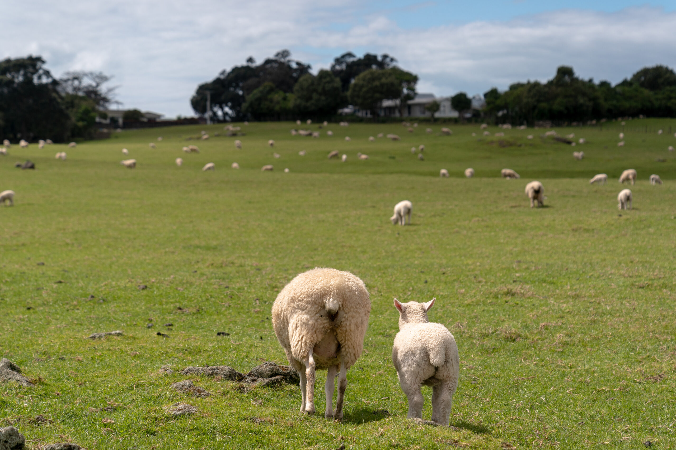 New Zealand Road Trip 2022